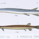 Vandellia, a close cousin of the species featured in the new study